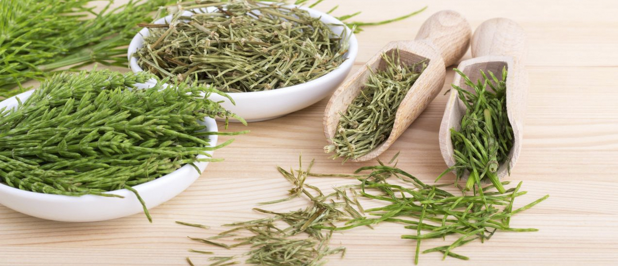 Cola de caballo: Una planta medicinal milenaria