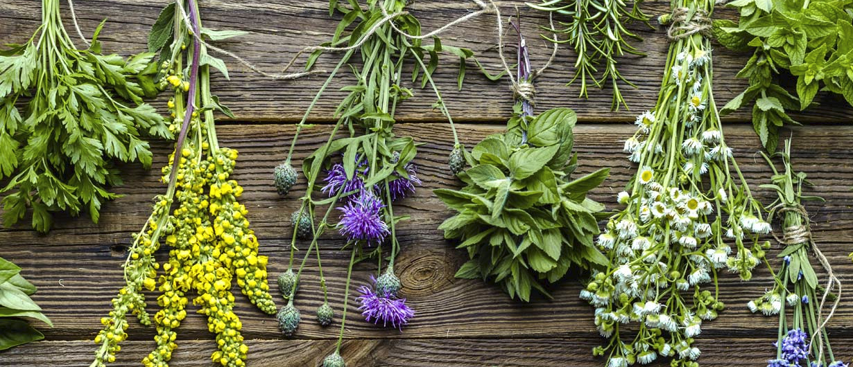 Plantas medicinales de México