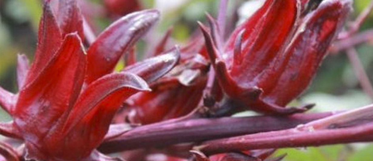 3 datos de la historia de la Flor de Jamaica que no conocías