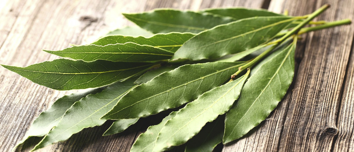 Beneficios del té de hojas de laurel